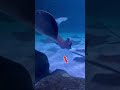 The Secret Movement of the Ocean: Why Do Stingrays Curl?