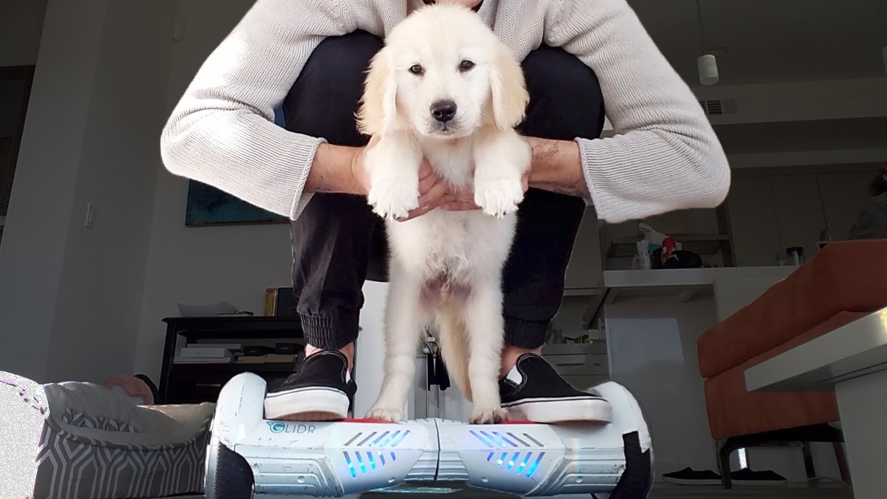 GOLDEN RETRIEVER PUPPY LEARNS HOW TO HOVERBOARD!!! - YouTube