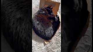 Упаковался Кот И Пакет Из Zarы Опять Плохая Погода В Испанииянварь 2026