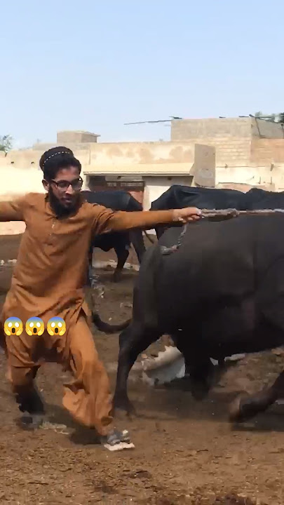 👉cow gusa hu gayi😱#foryou#unfrez#shortefeed#cowlover#viral#explorecowshorte#explorecrazicow#cowtrand