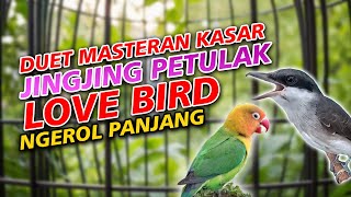 PETULAK JINGJING DAN LOVE BIRD MASTERAN BURUNG LOMBAHAN NGEROL PANJANG