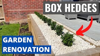 How to Plant BOX HEDGES - Planting Made Simple - Garden Renovation