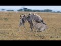 Cheetah hunting wildebeest in the wild