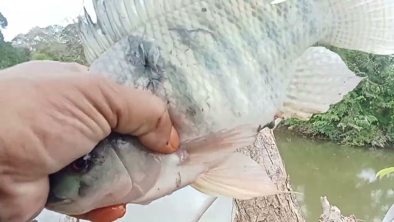 Maganda ang bwenamano sa taon nato 2026 mamaw agad ayos!!! #ALVARANFISHHUNTER!!! #tiksayfishing!!!