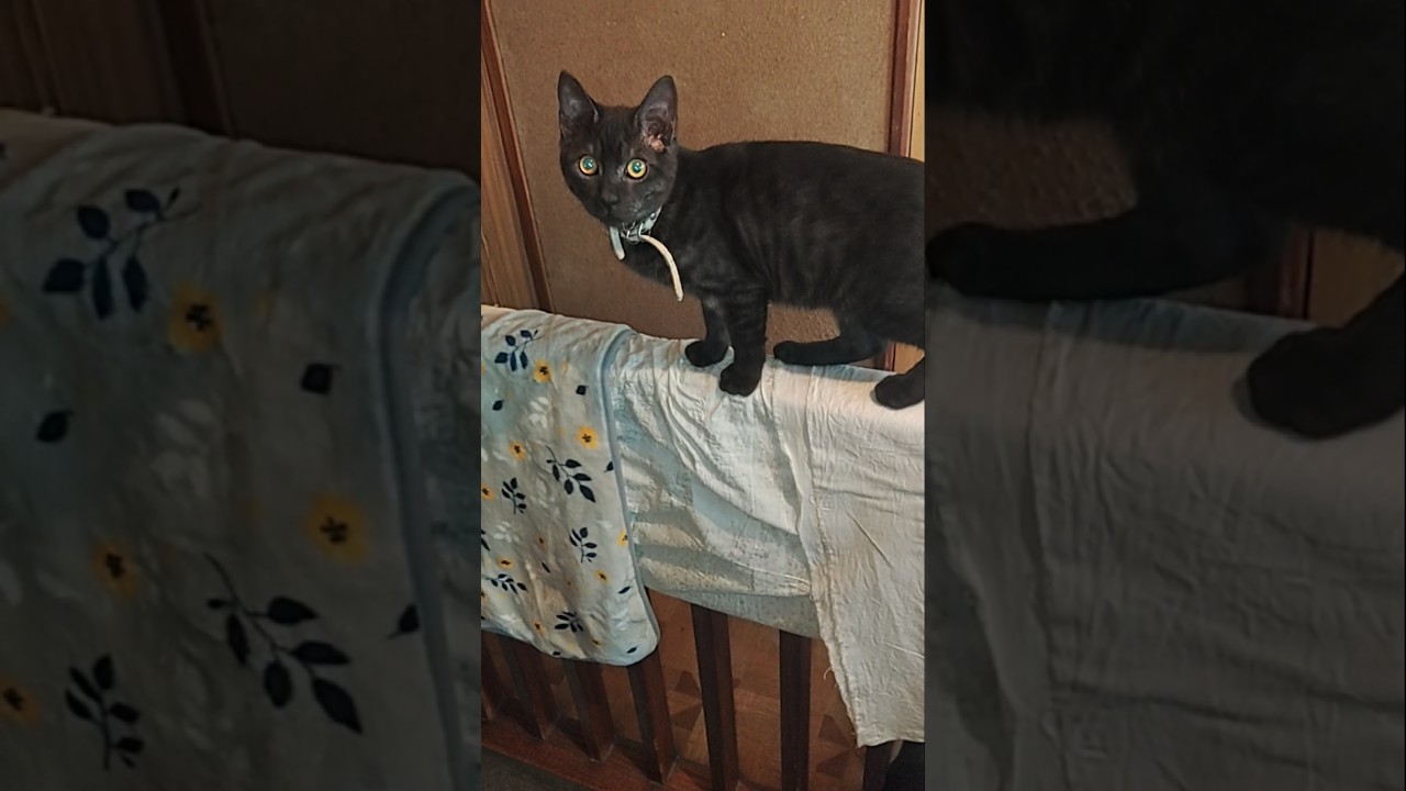 ネコ→cat