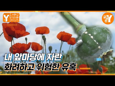 바람에 실려온 유혹 양귀비는 왜 그곳에 있나? | Y드라이브