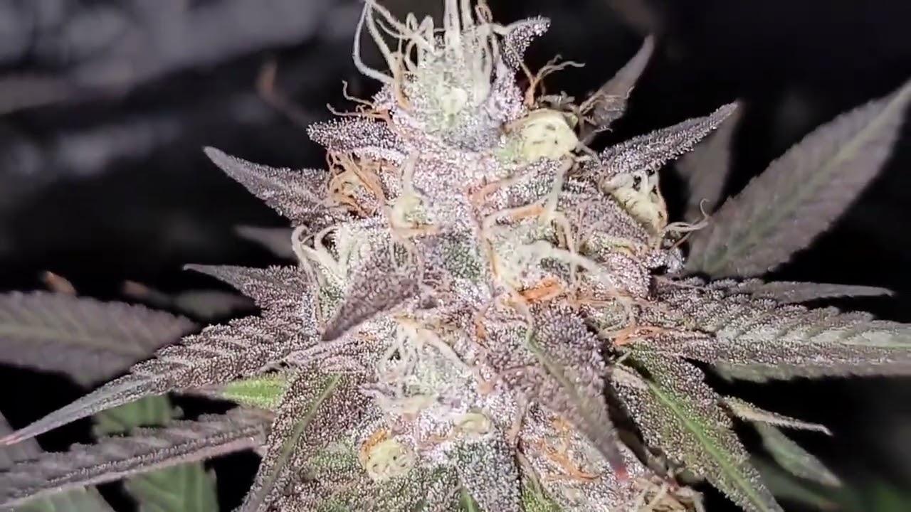 Nightmare Runtz !!!! 🟣 Sin city Seeds