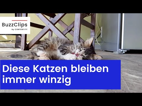 Video: Die verspieltesten Katzenrassen