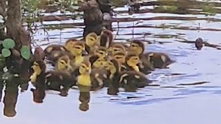 Cute views on our daily nature walk today 🦆🐢 #ducks #tortoise #ducklings #babyduck