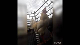 Reacción Al Camión Del Gas