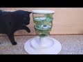 Cats Try The Catit Senses 2.0 Food Tree For The First Time
