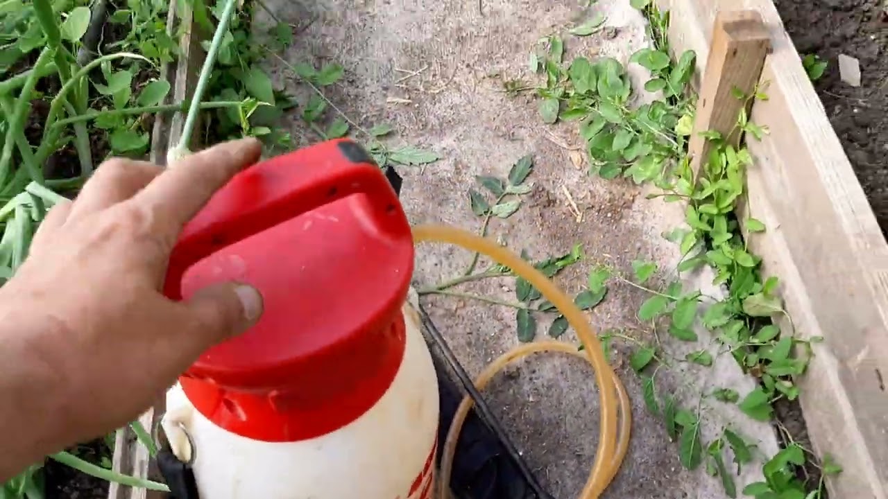 Защо подхранваме доматите с бор и калций