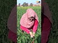 مرجانة مش مصرية وشكلها مصرية فلاحه اصيلة ياترا ايه حكايتها 