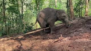Baby elephant play 🐘