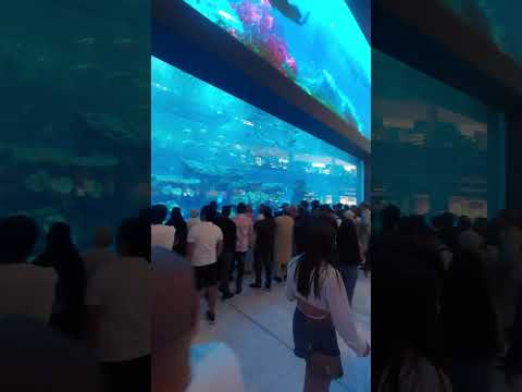 Dubai aquarium, Dubai mall ||দুবাই একুরিয়াম,দুবাই মল||#dubai #dubaimall #dubaiaquarium