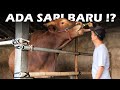 KONDISI KANDANG SETELAH HARI RAYA QURBAN - Ada sapi jumbo baru ??