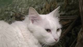 Turkish Angora Funny cute White Cat ♀ Gato branco