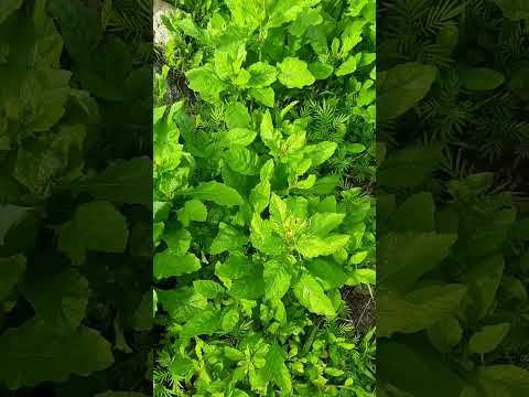 كيس الراعي