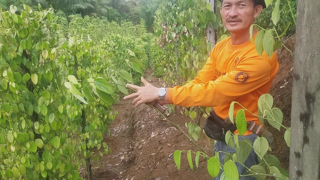 PROSES PEMILIHAN BIBIT LADA/SAHANG/MERICA (PIPER NIGRUM) | Pepper Grower
