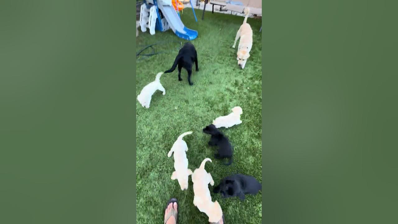 Beautiful Labrador Retriever Puppies YouTube