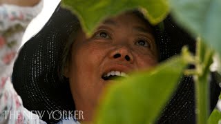 A Mother’s Plea to Keep Her Farm Running | The New Yorker Documentary