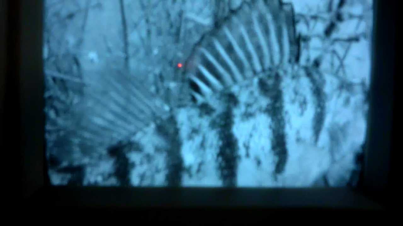 fishtv7