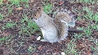 The Cute Grey Squirrel Loves Peanuts