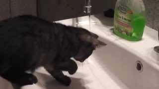 Котенок исследует воду