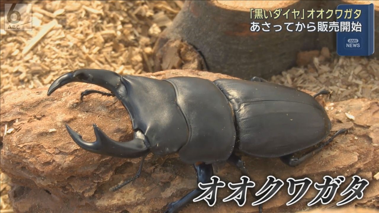 黒いダイヤ」オオクワガタ販売へ 京都・福知山市の生活介護事業所、約 