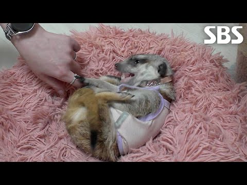 ‘식탐 월클’ 창덕이, 정상보다 두 배 부어있는 <strong>간에</strong> 건강 적신호↘