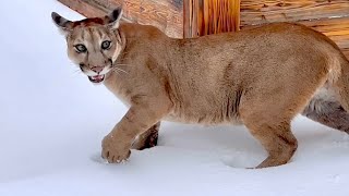 Puma Messi and the first snow! Mountain lion doesn't like winter and snow, he only loves his daddy.