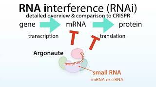 RNA interference (RNAi): microRNA (miRNA), siRNA, Argonaute (Ago) proteins, & a comparison to CRISPR