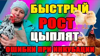 Быстрый РОСТ цыплят. Как избежать ОШИБОК при инкубации.