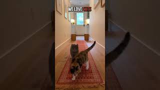 Observed Behavior: Domestic Cats Responding to Moving Light #cat #cuteanimals #pets #funny #cutepets