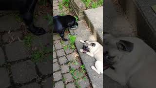 Pugs Toast and Jelly Sharing a Drink of Water on a Summers Day