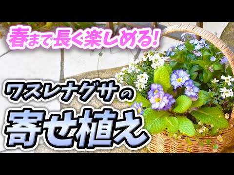 寄せ植え】超可愛い！ワスレナグサを上手に使った素敵な寄せ植え