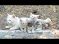 Mother cat is worried for her grown up kittens because they are very playful