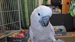 Cockatoo Friday Morning Fun