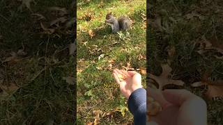Nunca le des de comer a una ardilla #shorts #Tecnocurioso