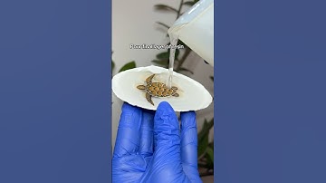 DIY Sea Turtle in Shell #art #shorts