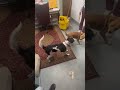 Video of adoptable pet named Cookie