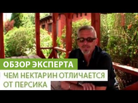 Чем нектарин отличается от персика