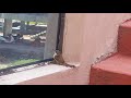 Bird breaking glass 2017