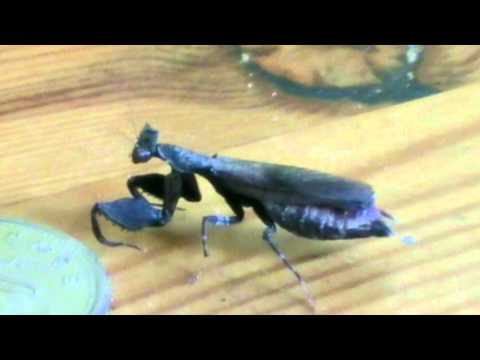Otomantis.sp Adult Female 10-12-13