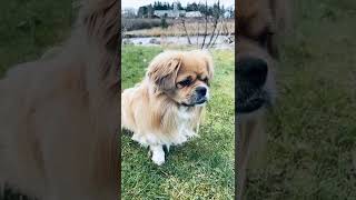 Amazing Cute Dog on car adventure in Norway- Happy Easter 🐣 Be Funny and Laugh ❤️‍🔥 adorable pets!