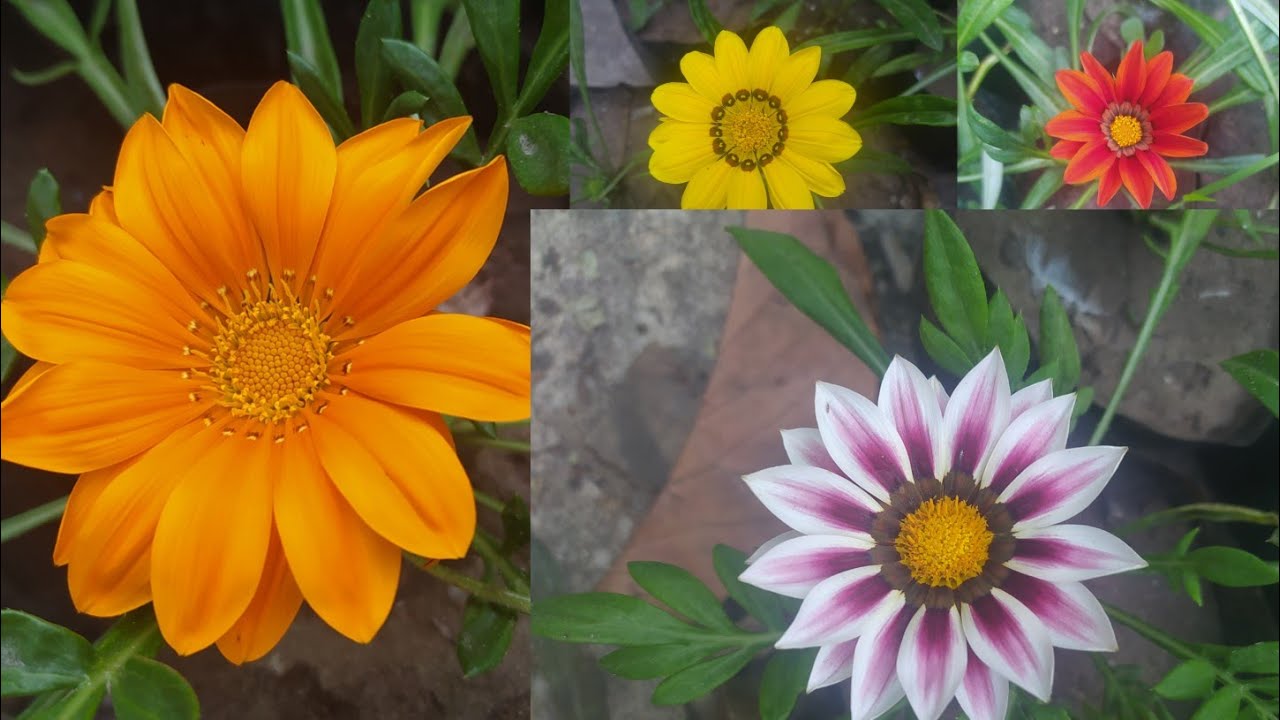 CULTIVO DE LA GAZANIA🏵️🌱 PARA TU VIVERO