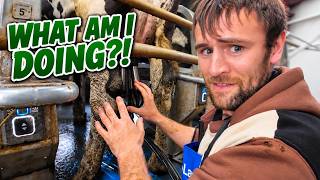 Sheep Farmer Goes Milking - 340 Cows!