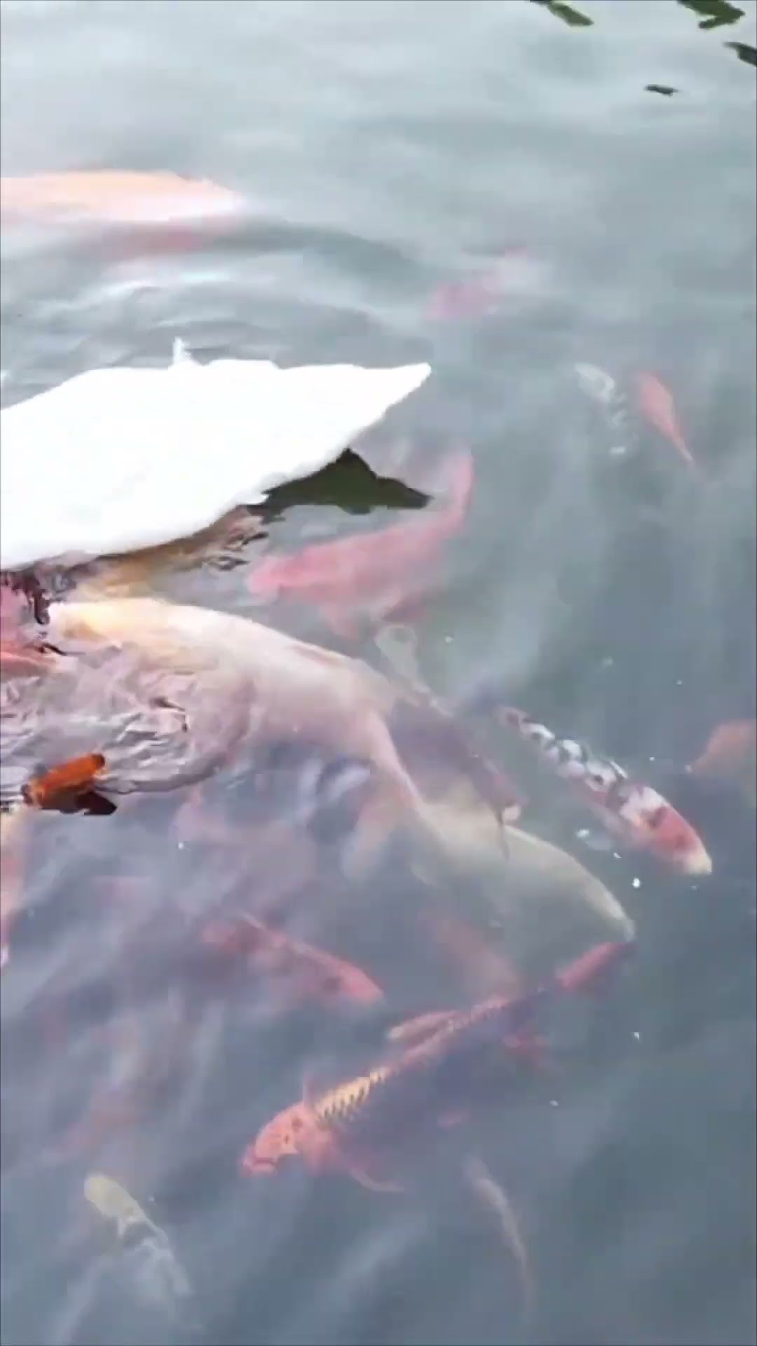 Koi Fish Gather as Swan Feeds Them Lettuce