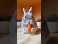 ASMR Rabbit Crunch! Continuous Carrot Sounds 🎧 #asmr #rabbitasmr #carrotcrunch #hygge #shorts
