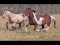 Mustangs  caballos salvajes